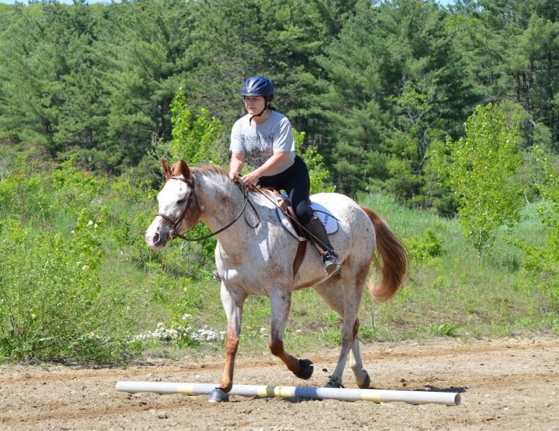 burnt meadow stables horse back riding lessons