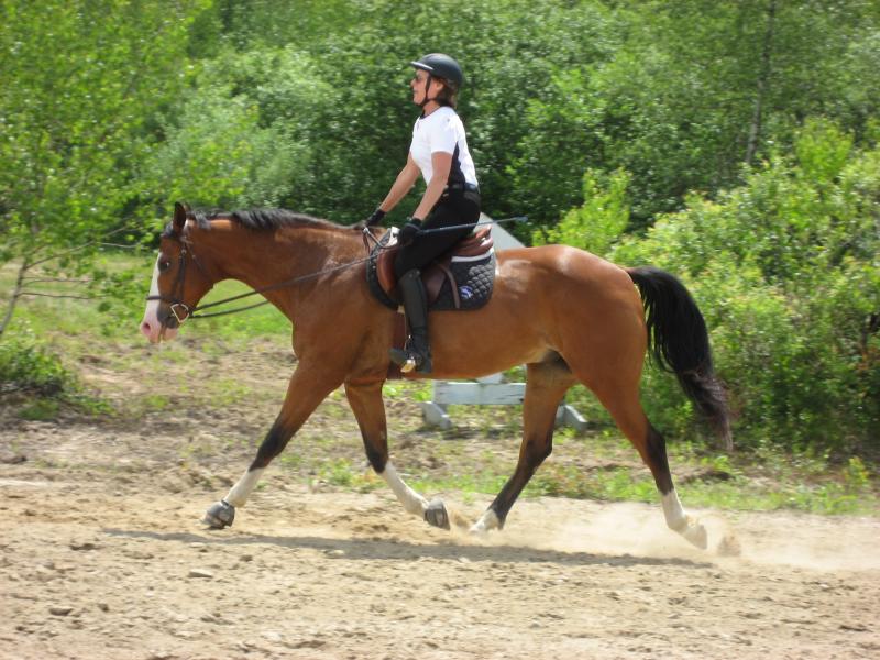burnt meadow stables horse back riding lessons